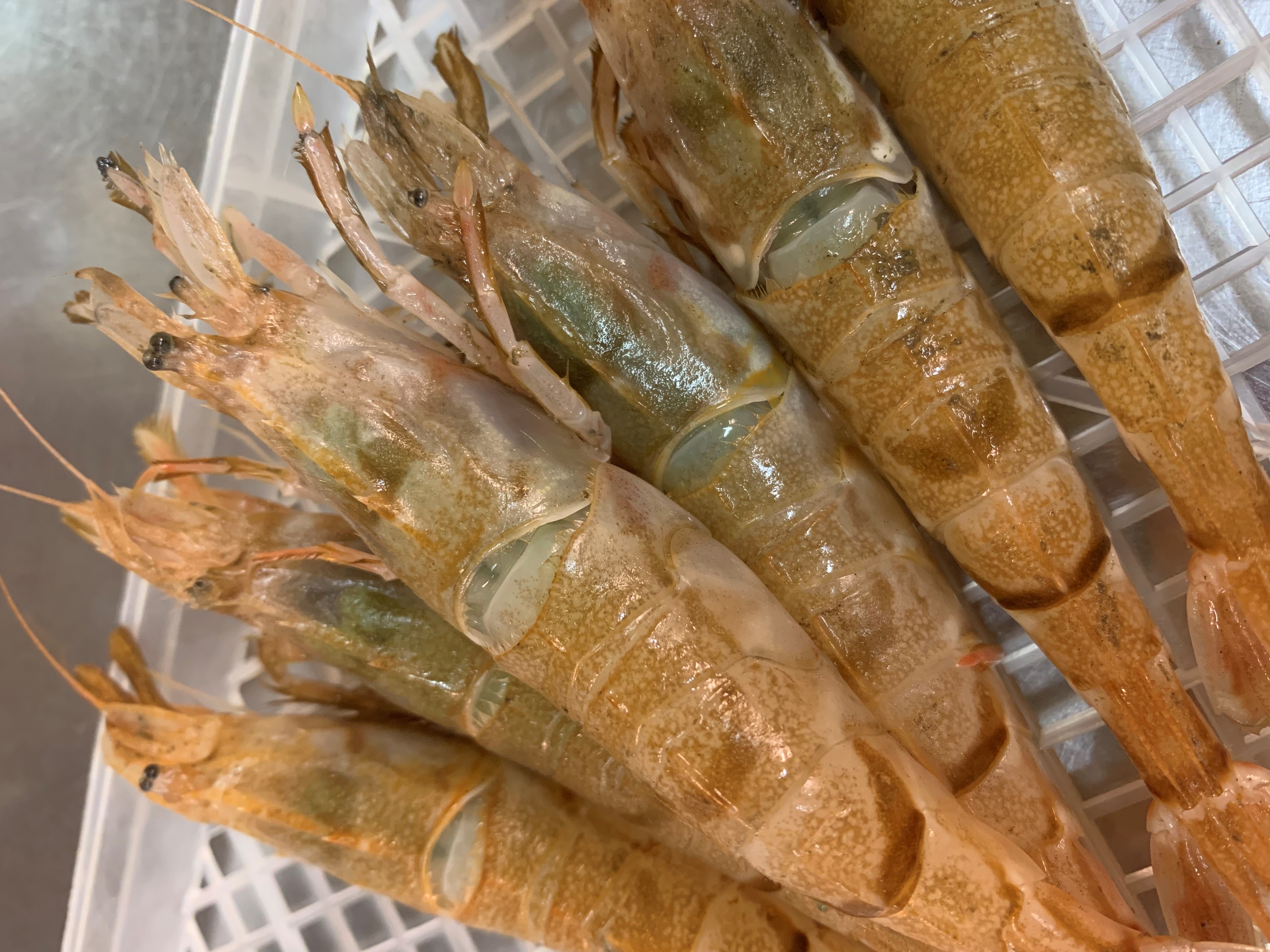 ガスエビです 宝生寿し ブログ ガスエビです 宝生寿し ブログ